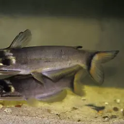 Imperial White Collared Yellow Catfish, photo 1