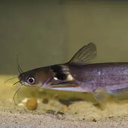 Imperial White Collared Yellow Catfish, photo 2