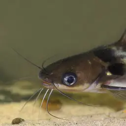 Imperial White Collared Yellow Catfish, photo 3