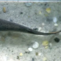 Imperial White Collared Yellow Catfish, photo 4
