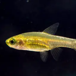 Horadandia