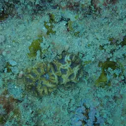 Blister Coral, photo 2