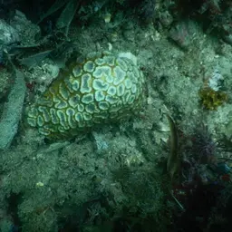 Blister Coral, photo 3