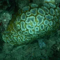 Blister Coral, photo 4