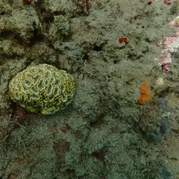 Blister Coral, photo 5