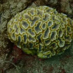 Blister Coral, photo 6