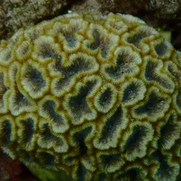 Blister Coral, photo 1