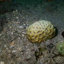 Blister Coral, photo 7