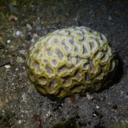 Blister Coral, photo 8