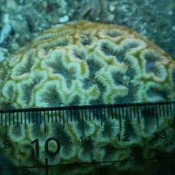 Blister Coral, photo 9