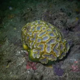 Blister Coral, photo 10
