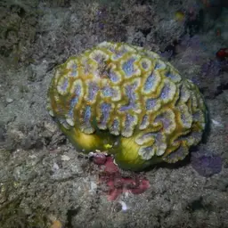 Blister Coral, photo 11