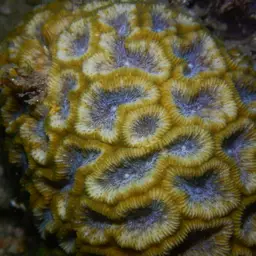 Blister Coral, photo 12