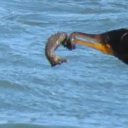 Lined Seahorse, photo 4