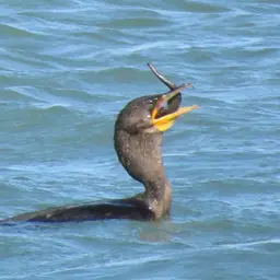 Lined Seahorse, photo 5