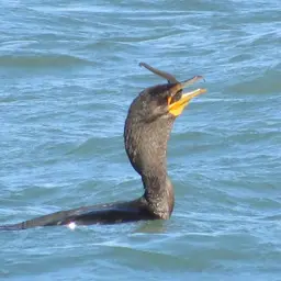 Lined Seahorse, photo 6