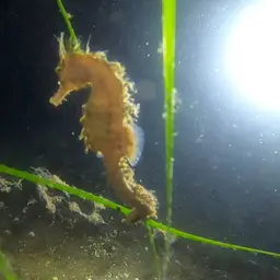 Lined Seahorse, photo 7