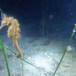 Lined Seahorse, photo 8