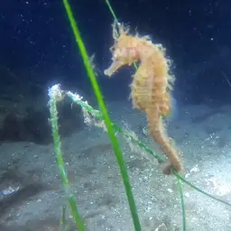 Lined Seahorse, photo 9