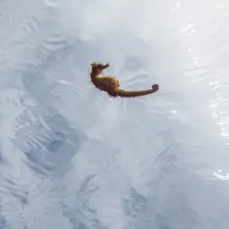 Lined Seahorse, photo 10