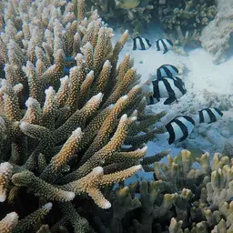 Humbug Dascyllus, photo 2