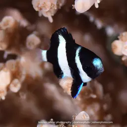 Humbug Dascyllus, photo 3