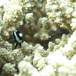 Humbug Dascyllus, photo 4