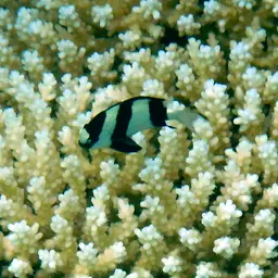 Humbug Dascyllus, photo 5