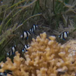 Humbug Dascyllus, photo 6