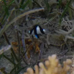 Humbug Dascyllus, photo 7