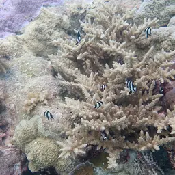 Humbug Dascyllus, photo 8