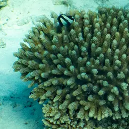 Humbug Dascyllus, photo 9