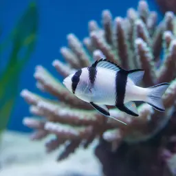 Humbug Dascyllus, photo 10
