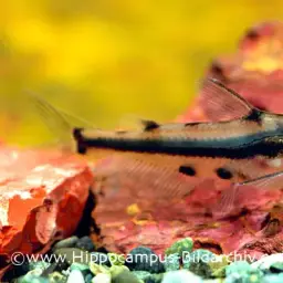 Shadow Catfish, photo 1