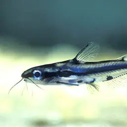 Shadow Catfish, photo 2