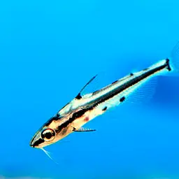 Shadow Catfish, photo 3