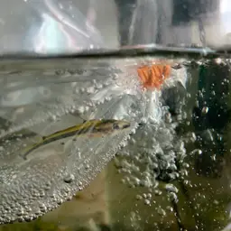 Shadow Catfish, photo 4