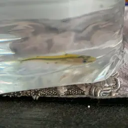 Shadow Catfish, photo 5