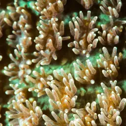 Spine Coral, photo 2