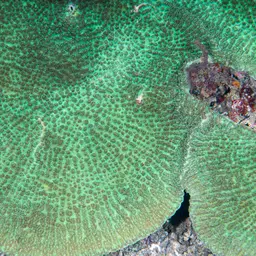 Spine Coral, photo 1