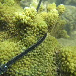 Spine Coral, photo 1