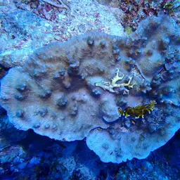 Spine Coral, photo 2