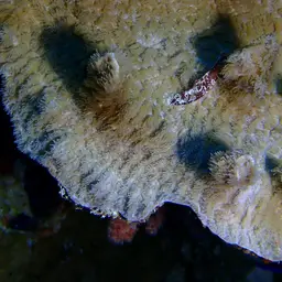 Spine Coral, photo 3