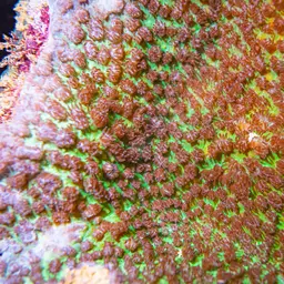Spine Coral, photo 4