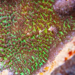 Spine Coral, photo 5