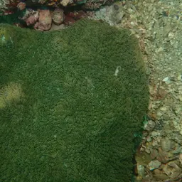 Spine Coral, photo 6