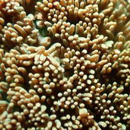 Spine Coral, photo 7