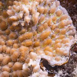 Spine Coral, photo 8
