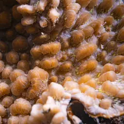 Spine Coral, photo 9