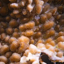 Spine Coral, photo 10